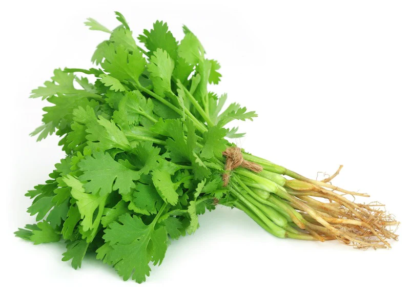 dhania or coriander