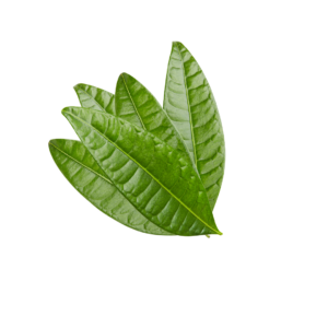 mango leaf for pooja
