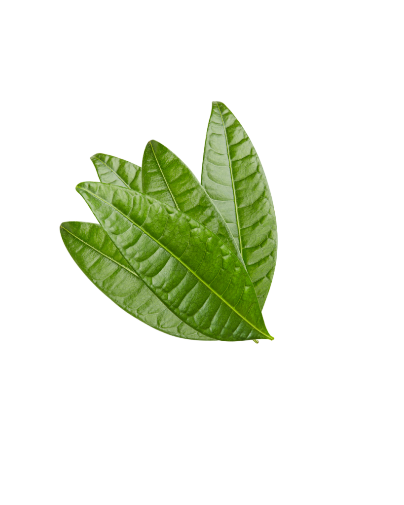 mango leaf for pooja